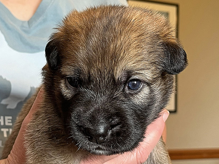 chinook puppy